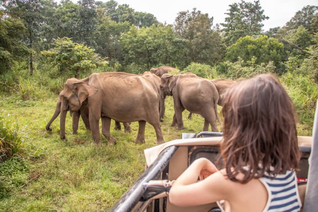 Wildlife & Beach Romance honeymoon in Sri Lanka